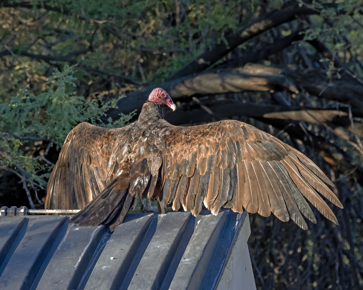 Turkey Vulture - ML589871341