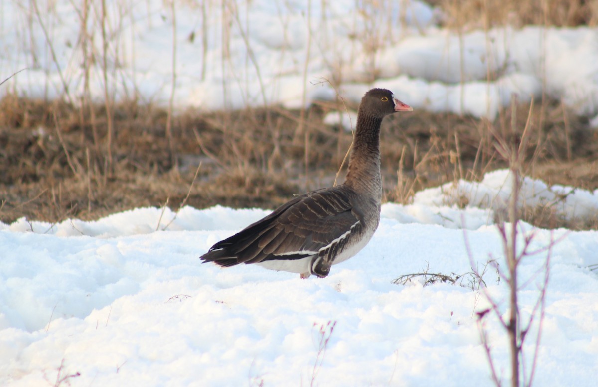 Lesser White-fronted Goose - ML58987221