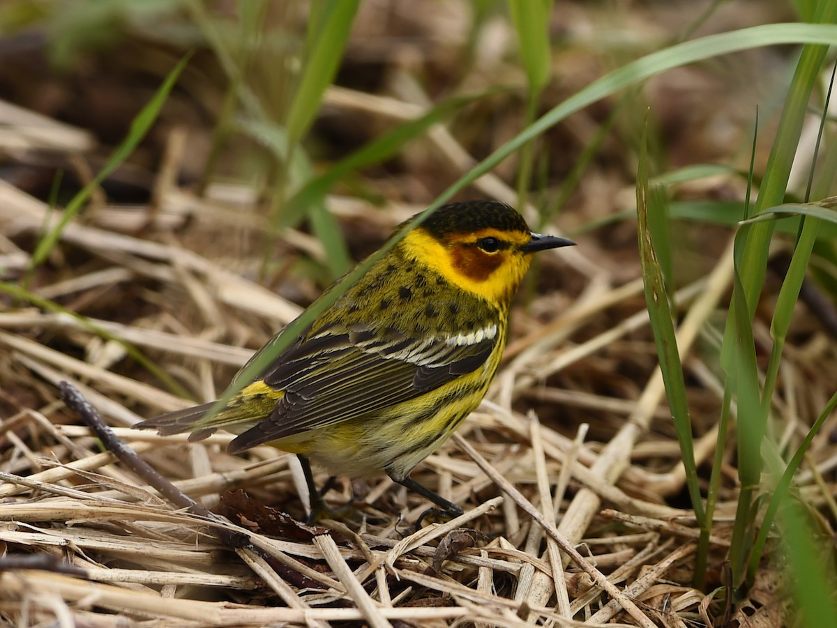 Cape May Warbler - ML58987331