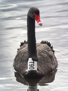 Black Swan, ML589873391