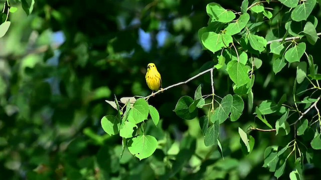 Yellow Warbler (Northern) - ML589873431