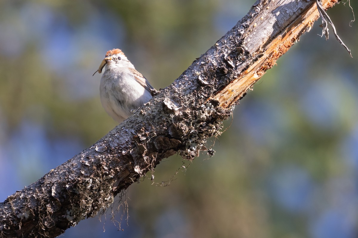 Chipping Sparrow - ML589874231