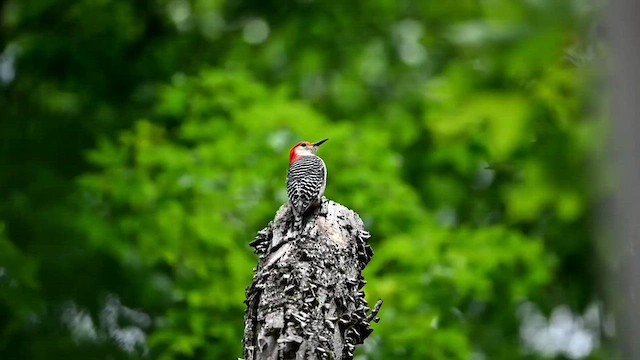 Red-bellied Woodpecker - ML589874491