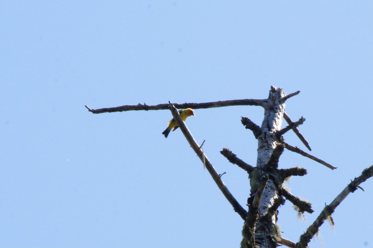 Western Tanager - ML589876261