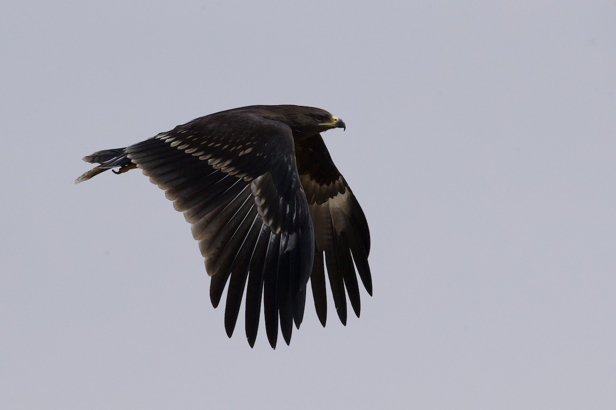 Greater Spotted Eagle - ML589880991