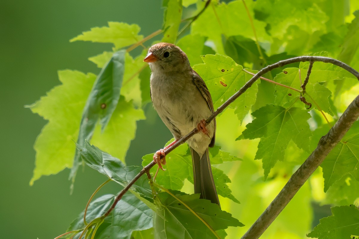 Field Sparrow - ML589884431