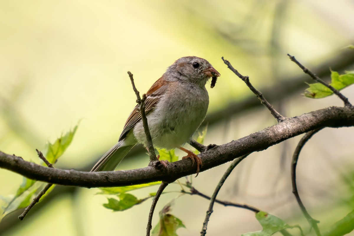Field Sparrow - ML589884441