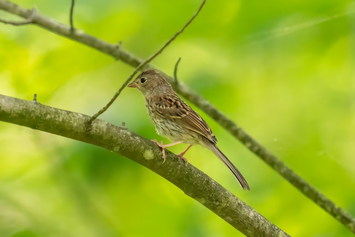 Field Sparrow - Dylan Buell