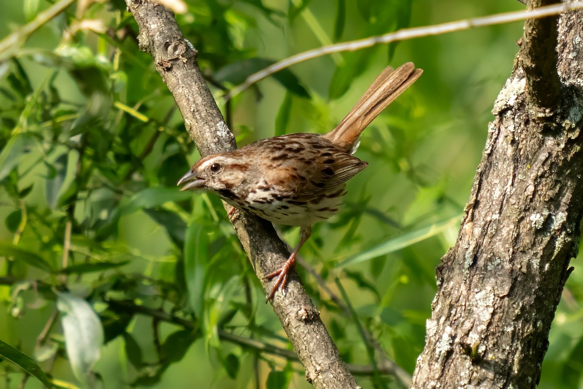 Song Sparrow - Dylan Buell