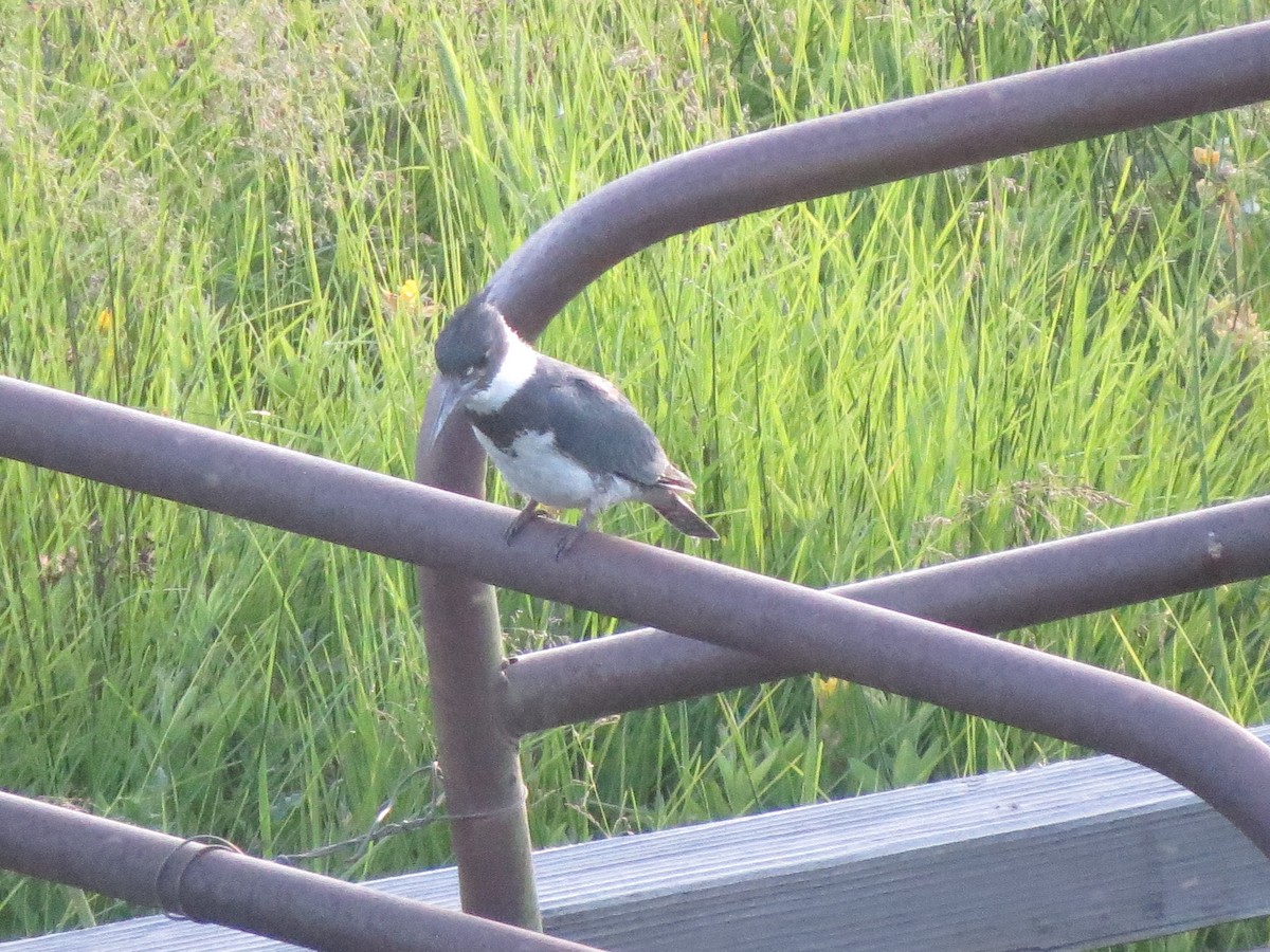 Belted Kingfisher - ML589885771