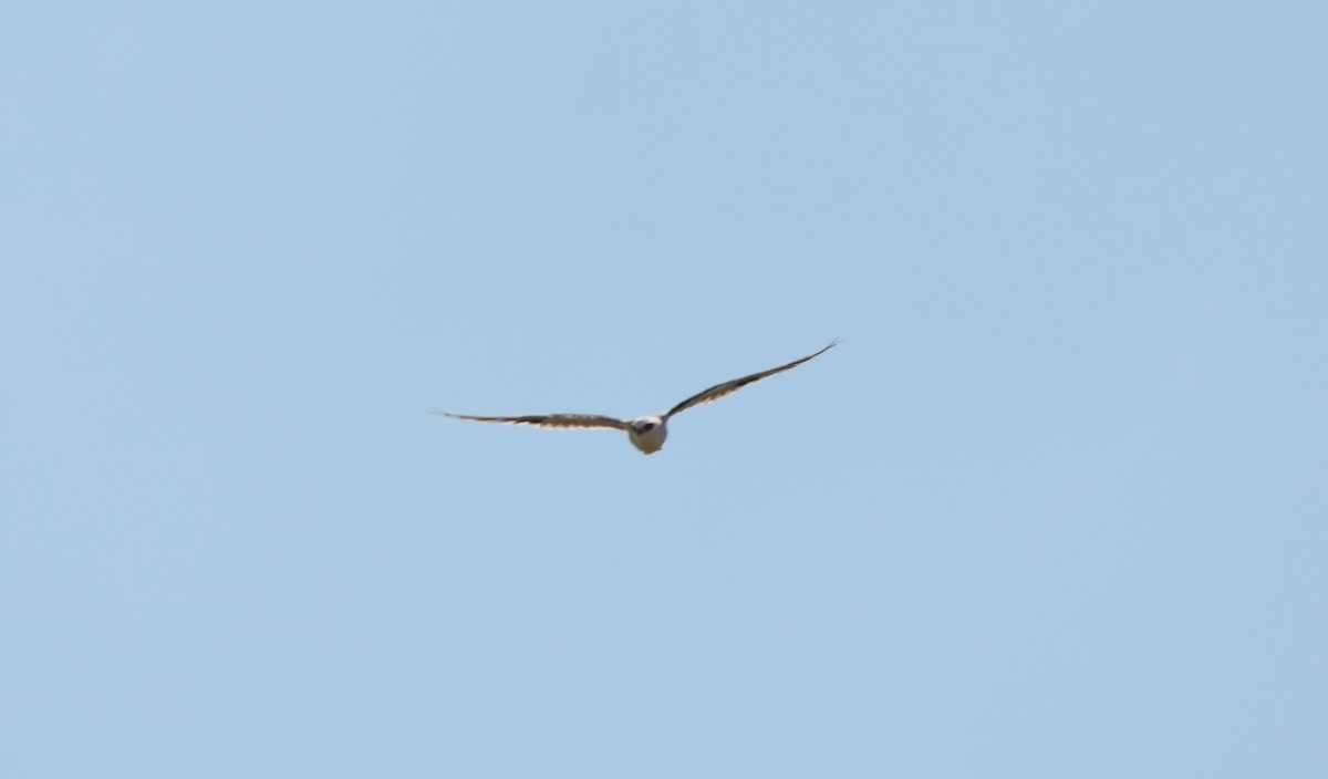Black-winged Kite - Mucait oğuzhan  TOPÇU