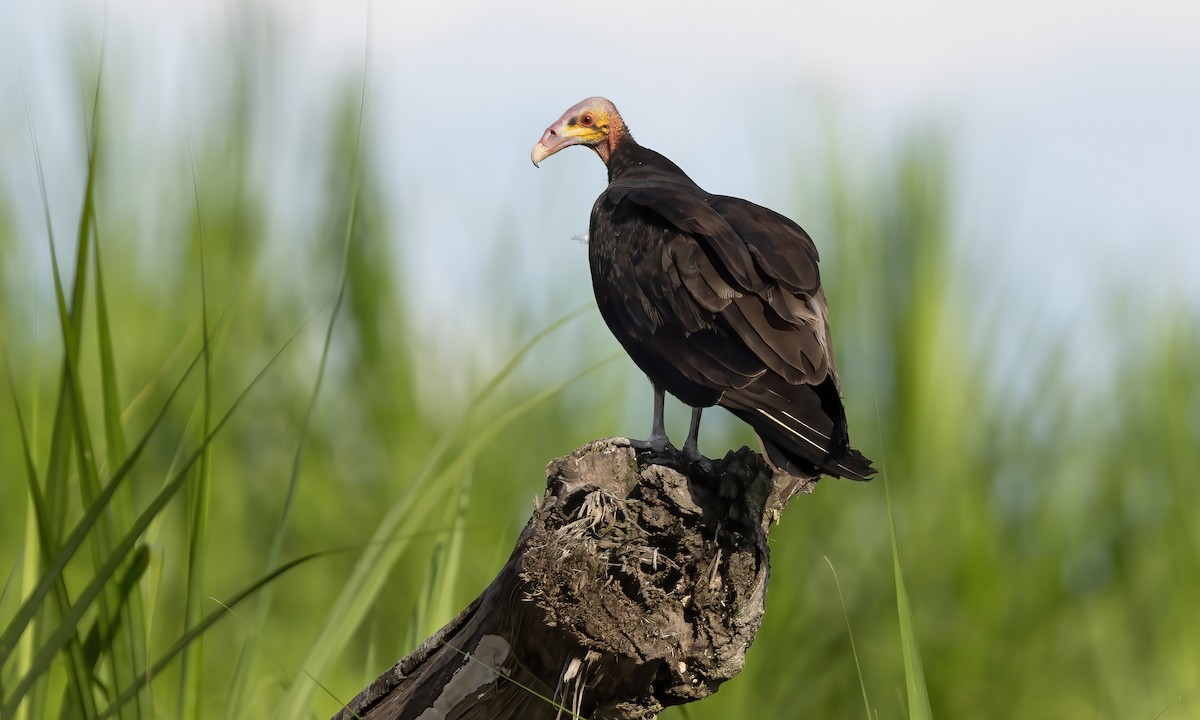 Lesser Yellow-headed Vulture - Paul Fenwick