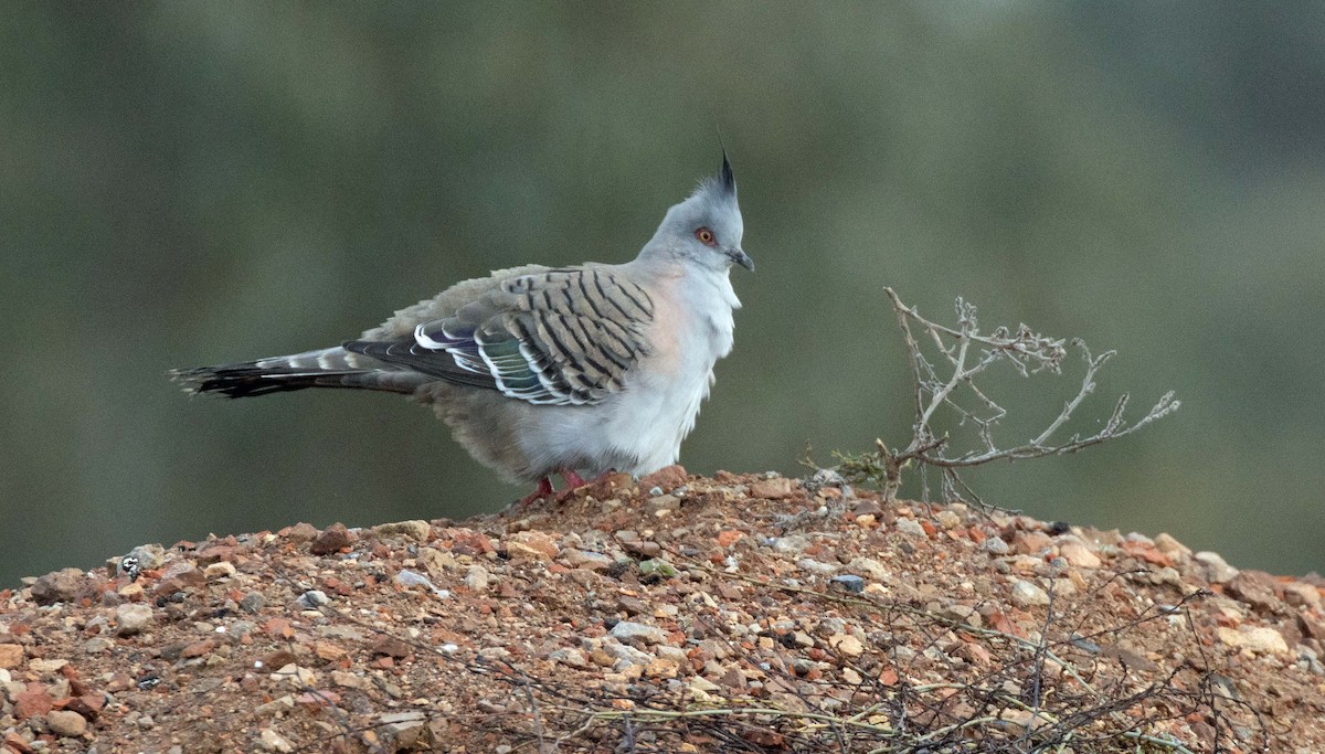 Crested Pigeon - ML589890451