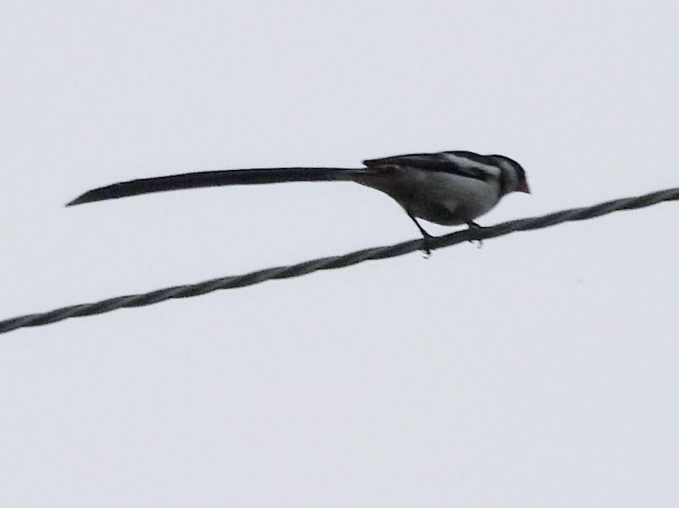 Pin-tailed Whydah - ML589891041
