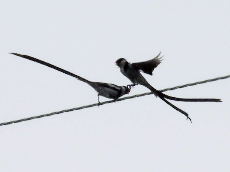 Pin-tailed Whydah - ML589891051