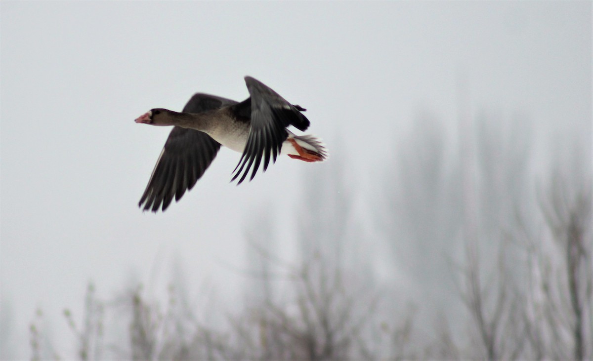 Greater White-fronted Goose - ML58989201