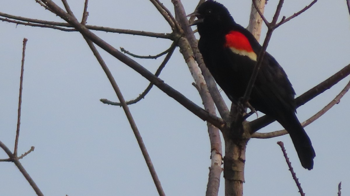 Red-winged Blackbird - ML589893641