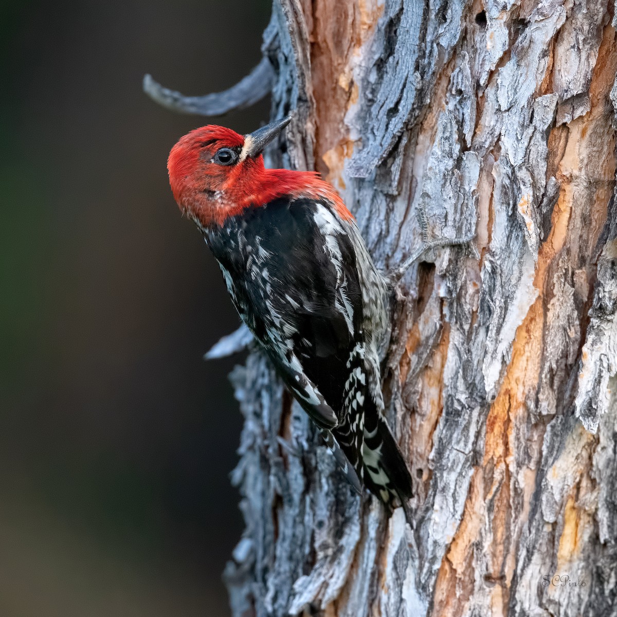 Red-breasted Sapsucker - ML589894491