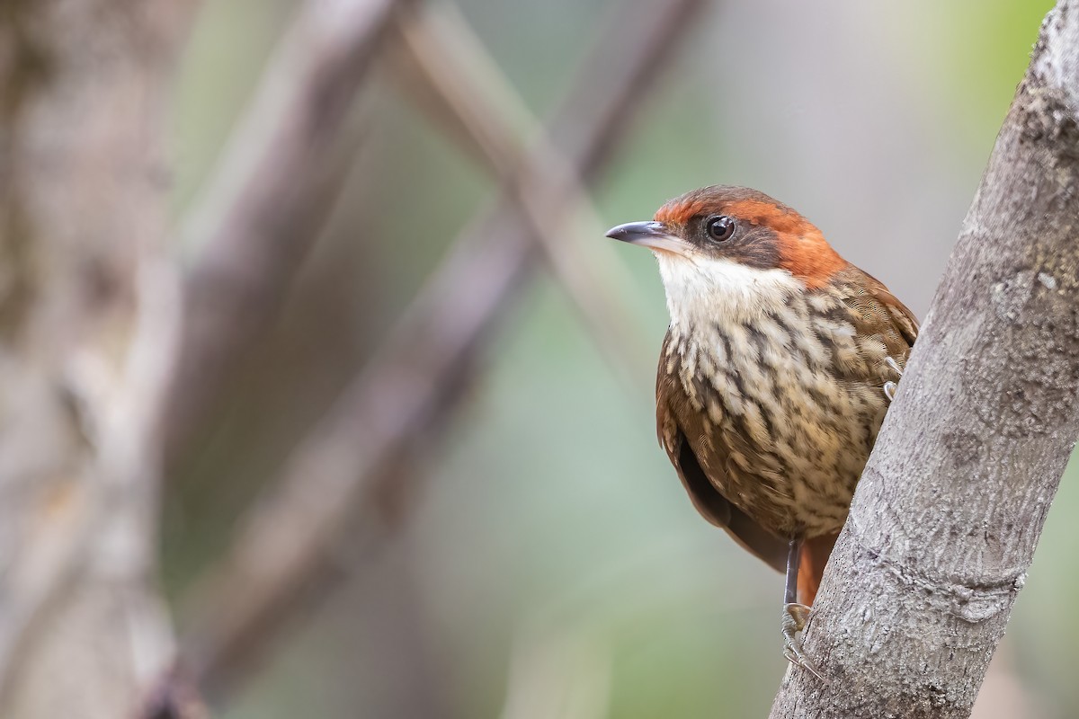 Roraiman Barbtail - Jhonathan Miranda - Wandering Venezuela Birding Expeditions