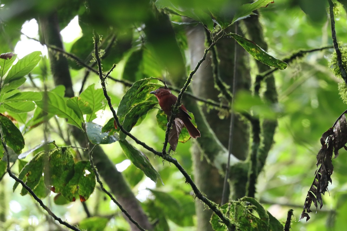 Red-crowned Ant-Tanager - ML589897001