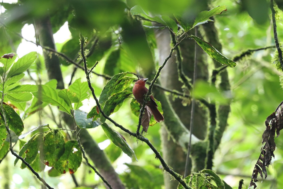 Red-crowned Ant-Tanager - ML589897051
