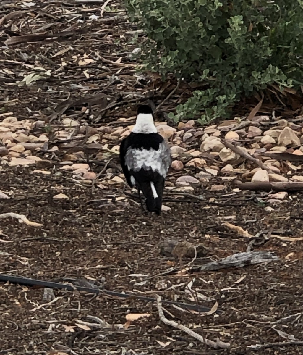 Australian Magpie (Black-backed x White-backed) - ML589898731