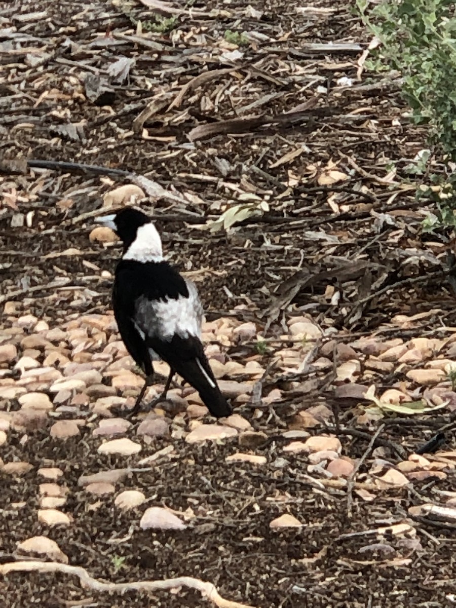 Australian Magpie (Black-backed x White-backed) - ML589898741
