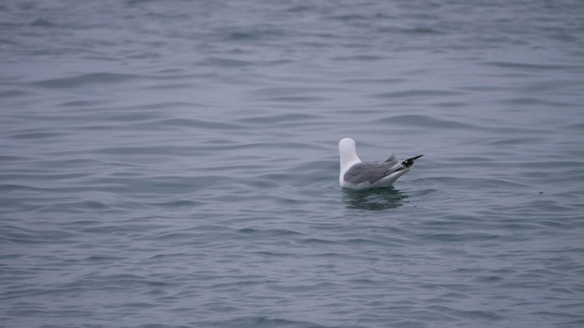 Mouette tridactyle - ML589898981