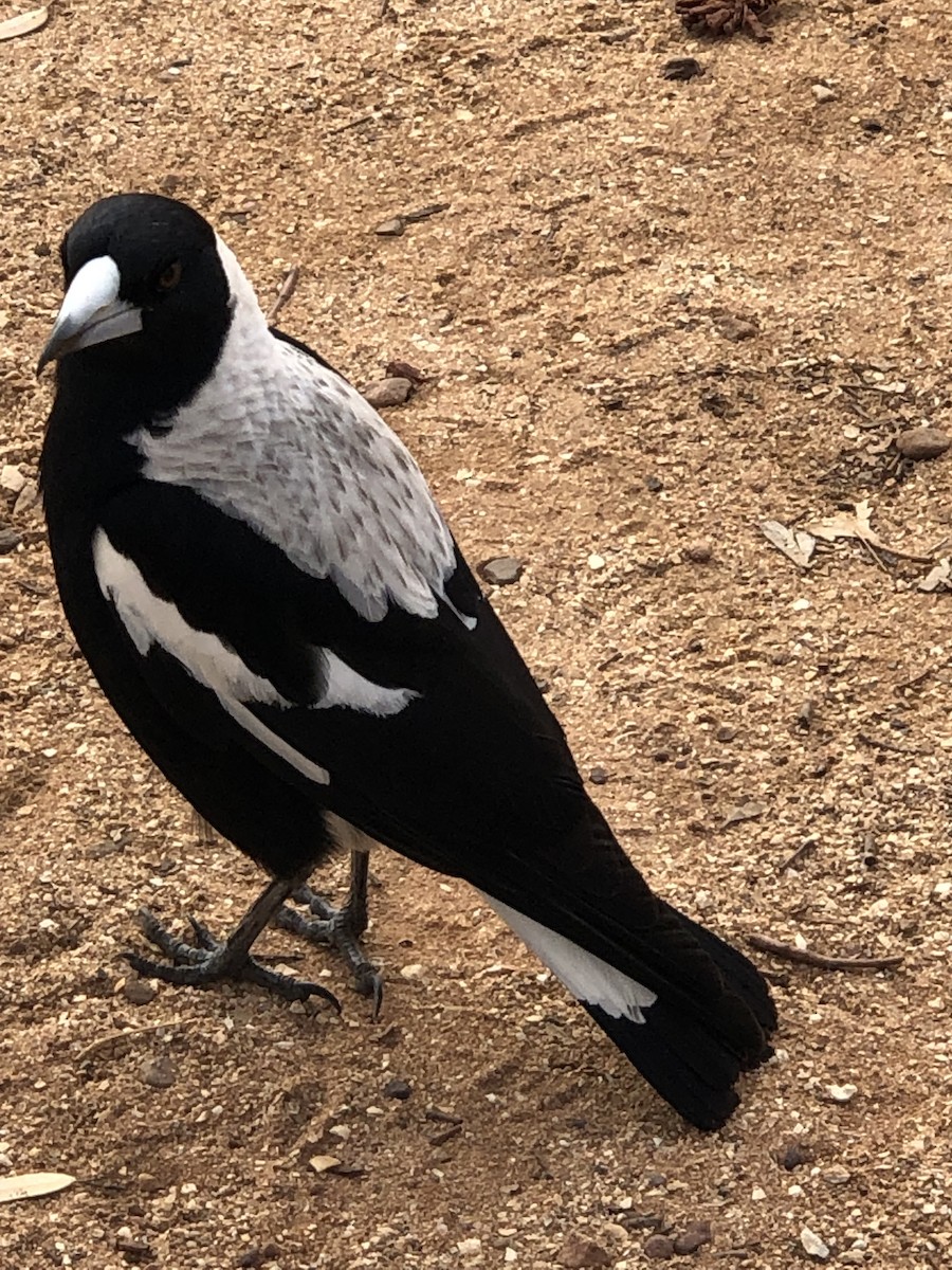 Australian Magpie (Black-backed x White-backed) - ML589899181