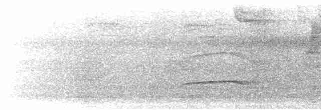 mørkhettetyrann (nigriceps/atriceps) - ML589899521