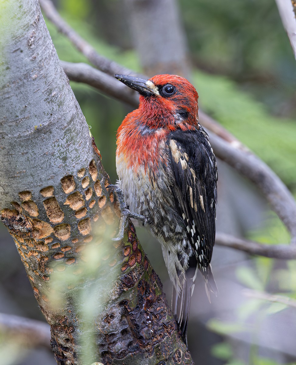 Red-breasted Sapsucker - ML589899861