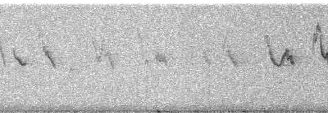 Hawaiian Petrel - ML5899