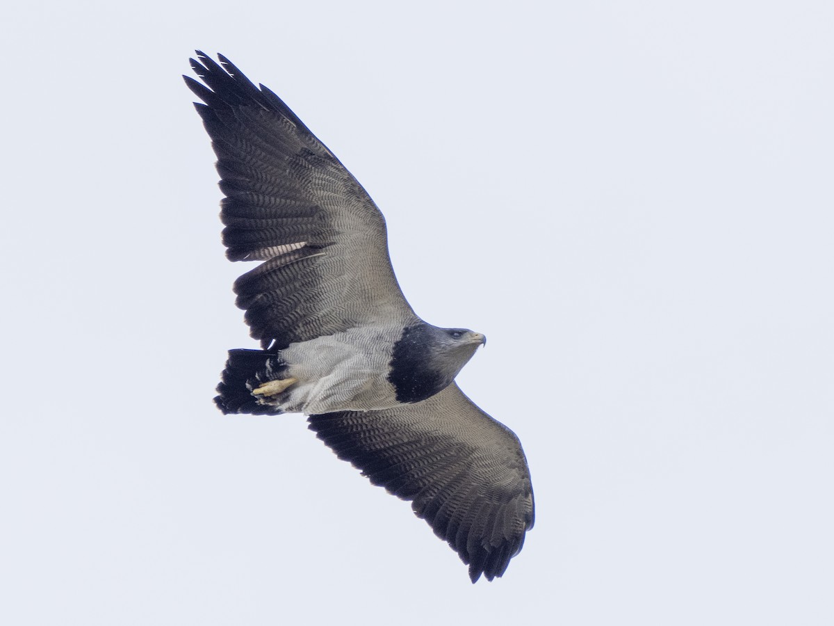 Black-chested Buzzard-Eagle - ML589902341