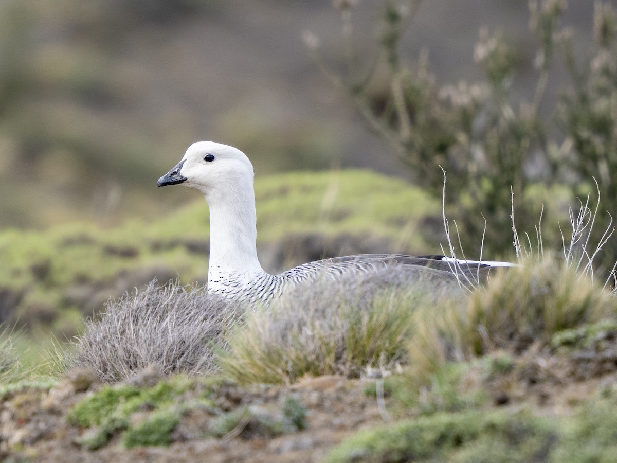 Upland Goose (White-breasted) - ML589904821