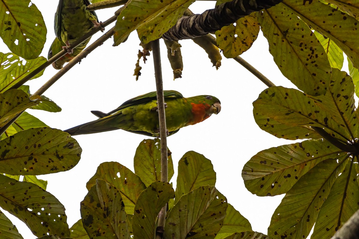 Green Parakeet (Red-throated) - ML589905411