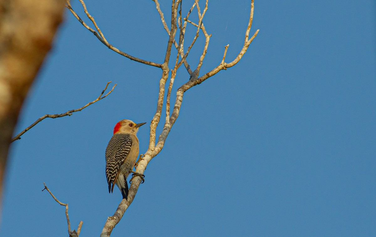 Yucatan Woodpecker - ML589906181