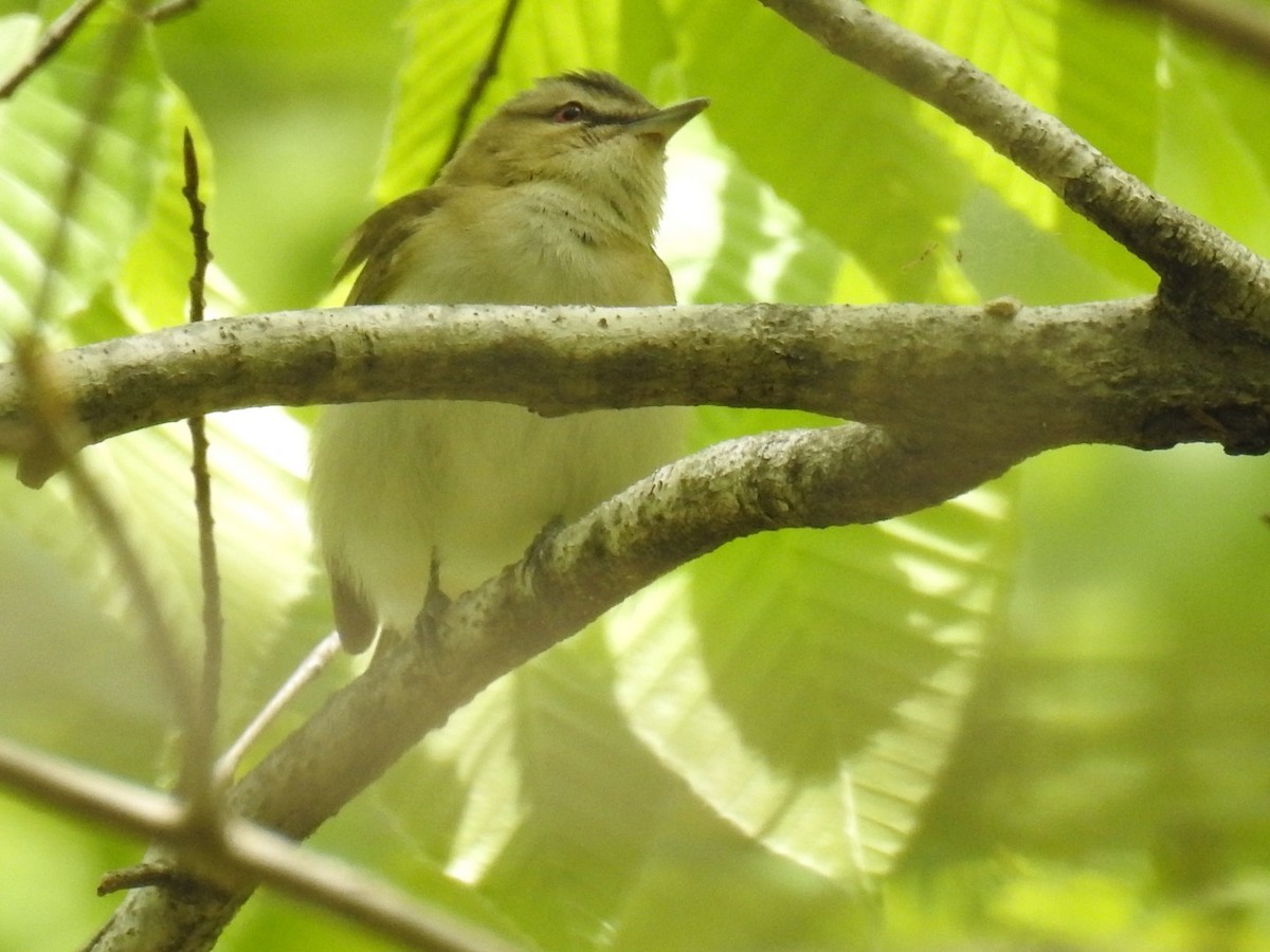 Red-eyed Vireo - Alec Napier
