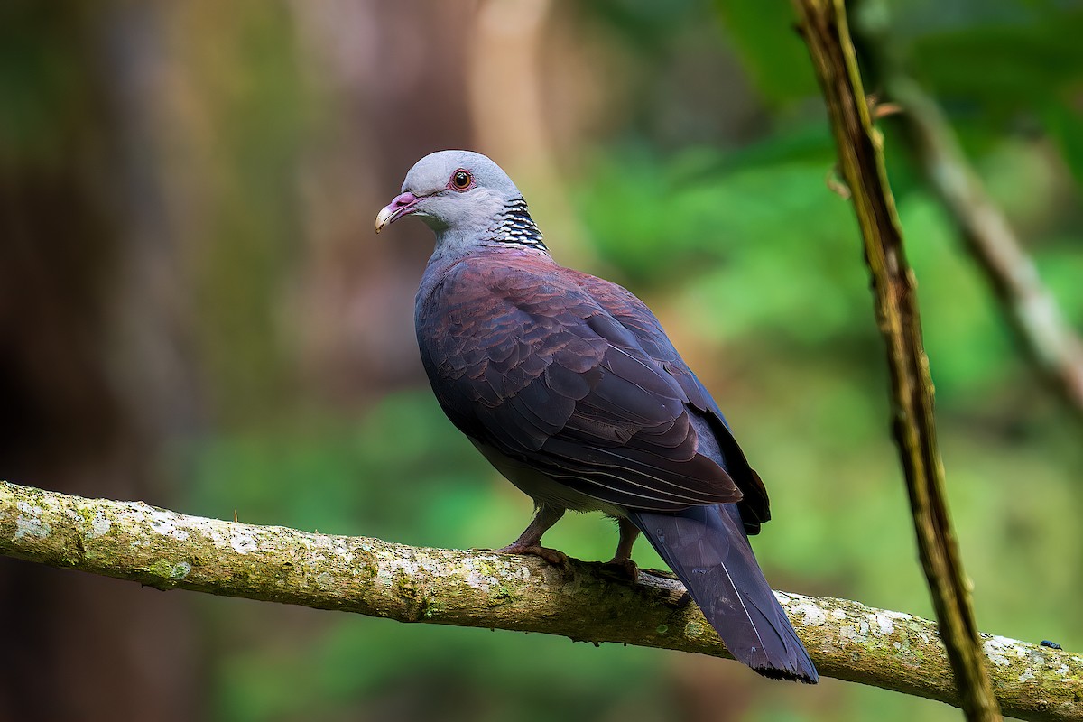 Nilgiri Wood-Pigeon - Saswat Mishra