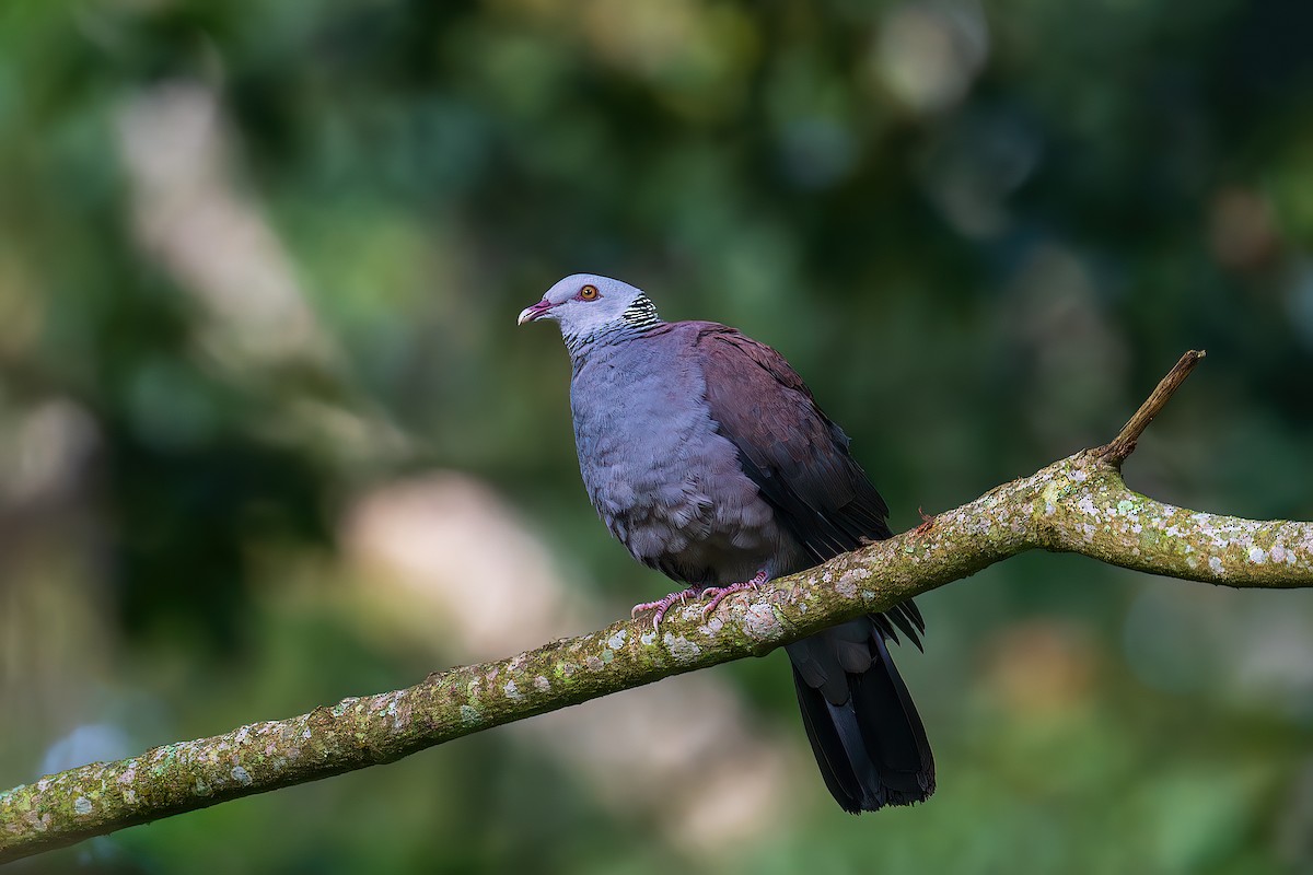 Nilgiri Wood-Pigeon - ML589915711