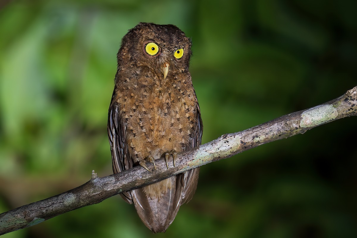 Andaman Scops-Owl - ML589917181