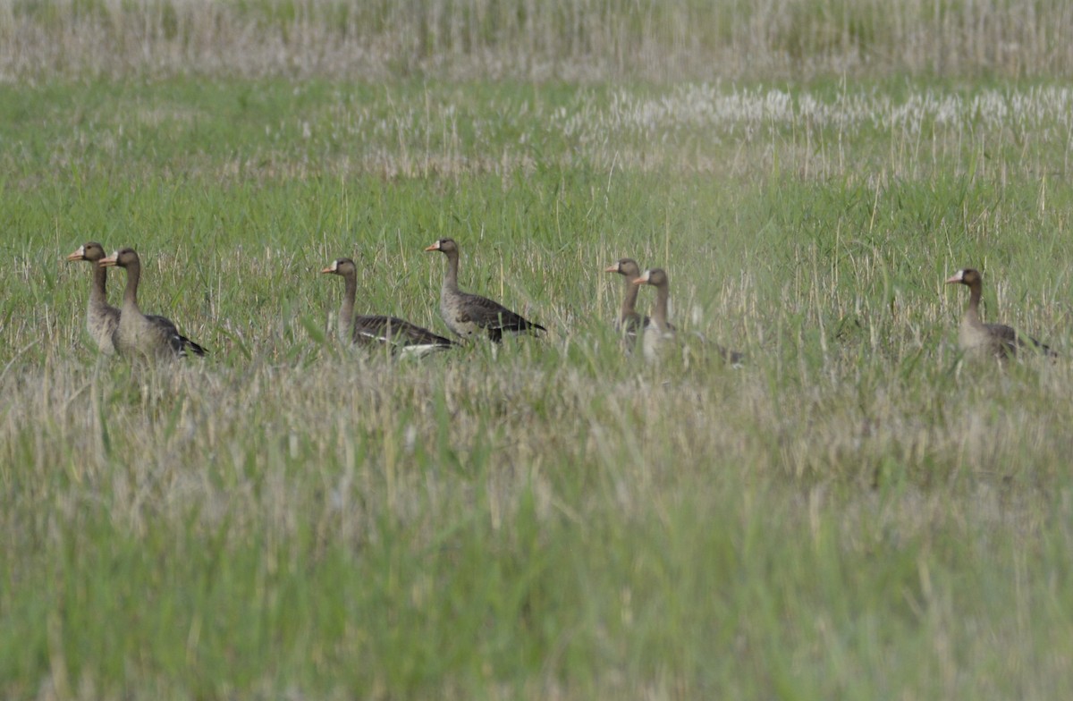 Greater White-fronted Goose - ML589917801