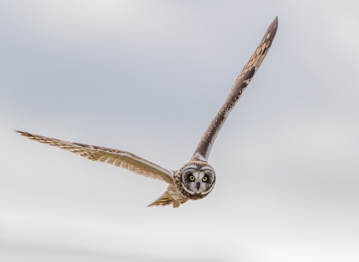 Short-eared Owl - ML589917841