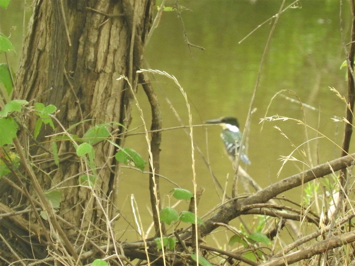 Green Kingfisher - Mike Goebel