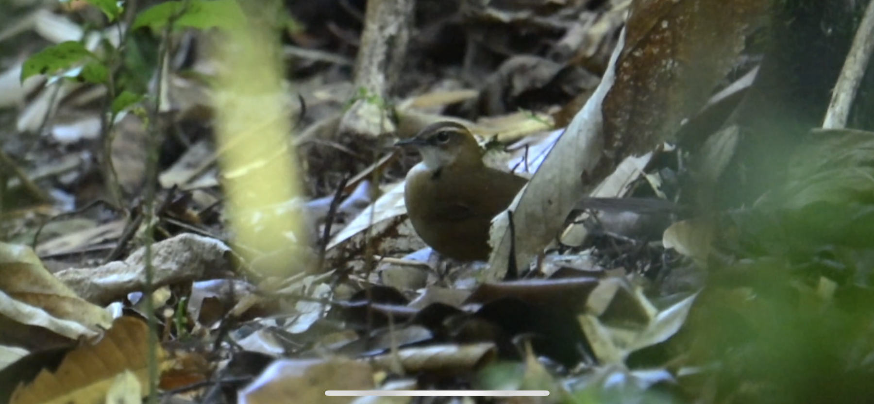 Long-legged Thicketbird - Lisle  Gwynn