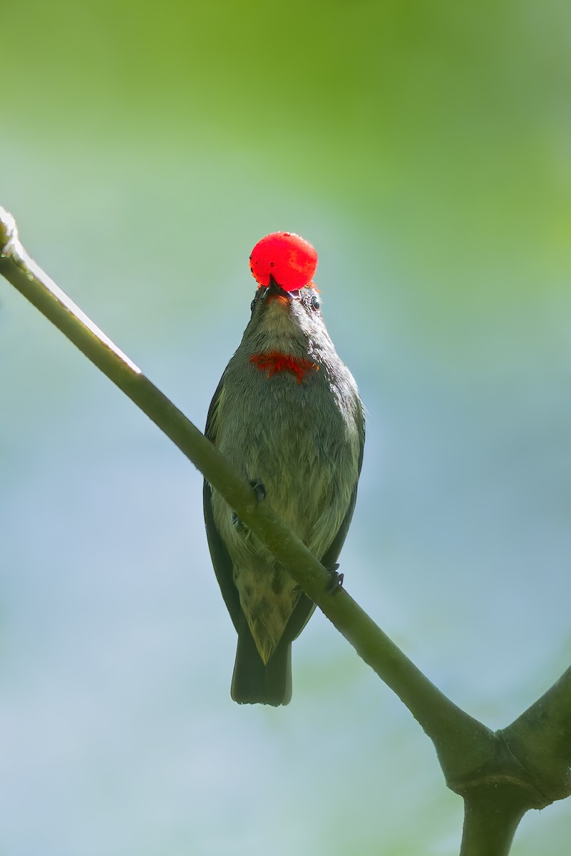 Red-capped Flowerpecker - Dubi Shapiro
