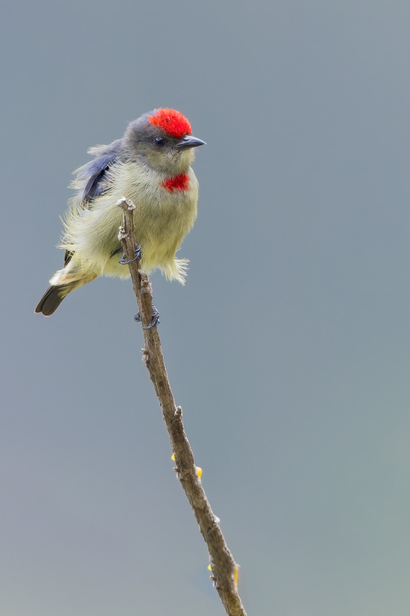 Red-capped Flowerpecker - ML589921331