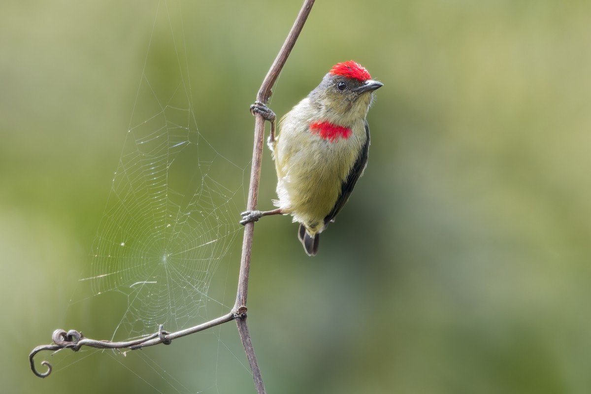 Red-capped Flowerpecker - ML589921401