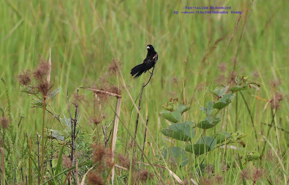 Fan-tailed Widowbird - Argrit Boonsanguan