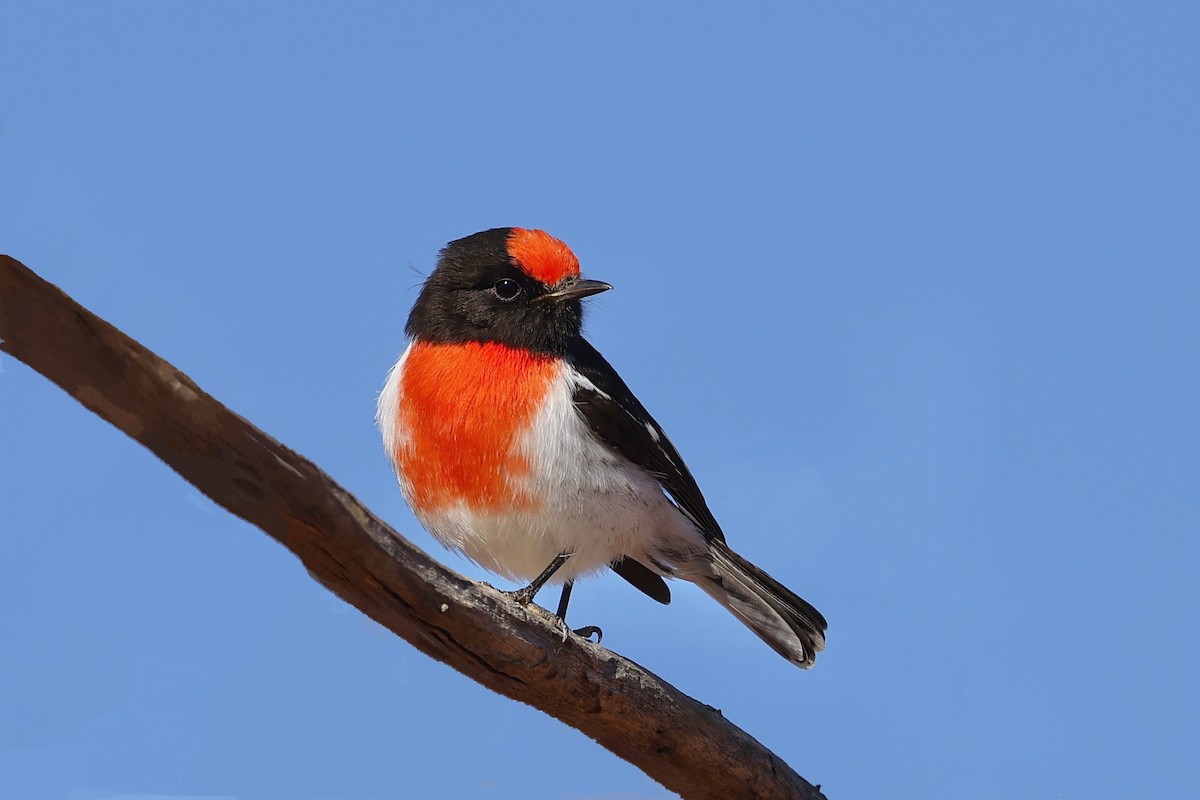 Red-capped Robin - ML589924971