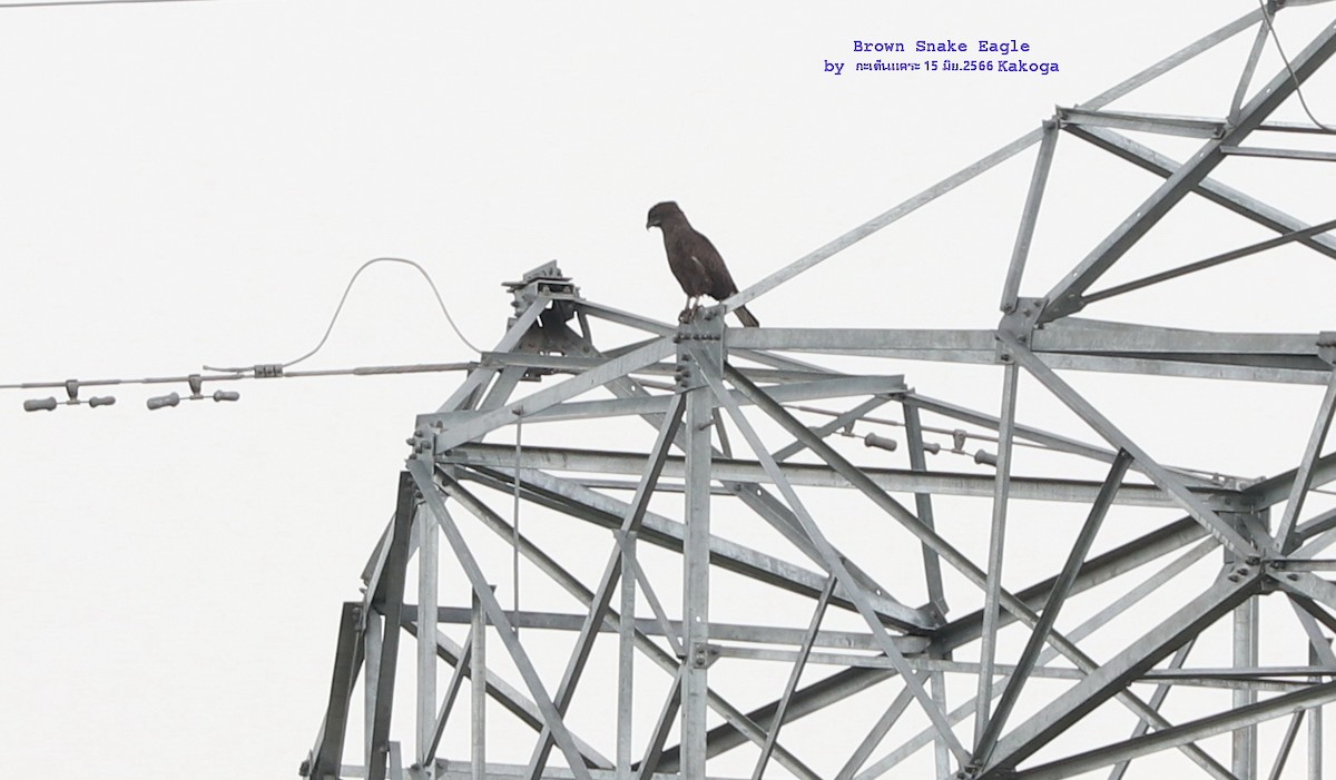 Brown Snake-Eagle - Argrit Boonsanguan